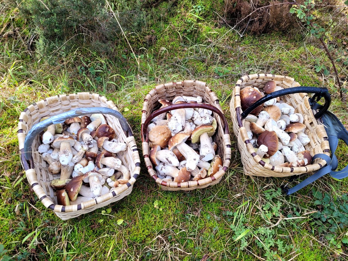 Mushrooms guide 🍄 tweet media