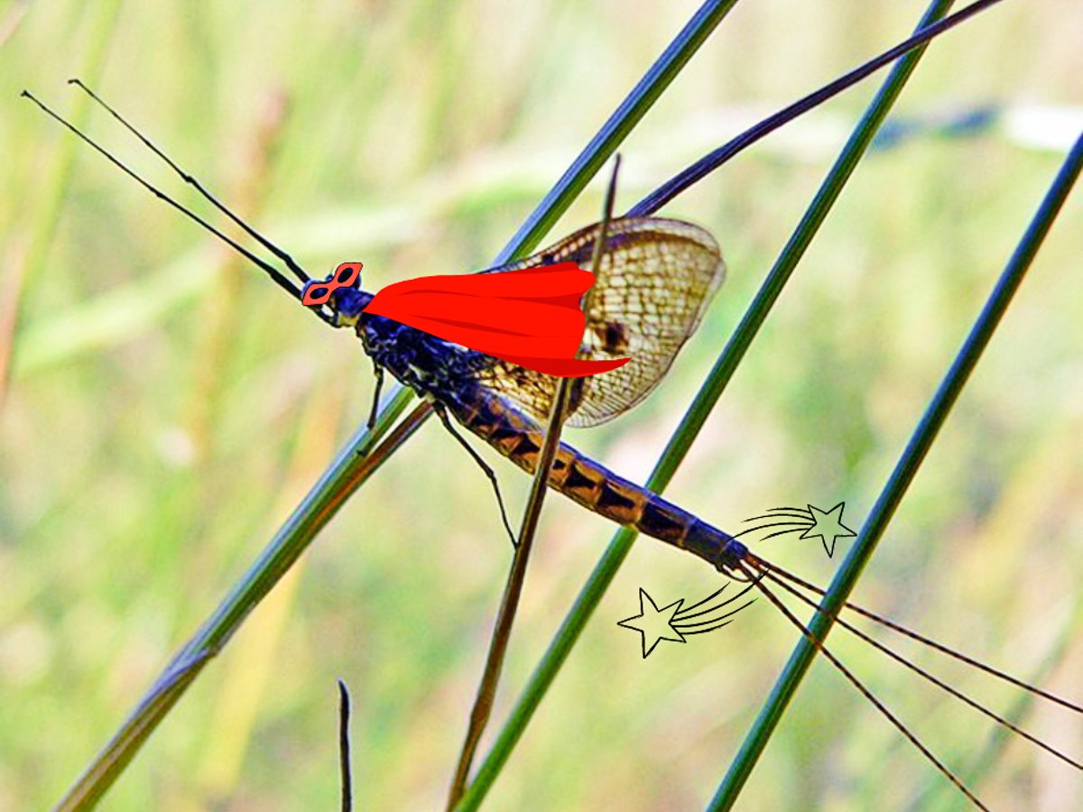 What better way to celebrate #WorldRiversDay than to help Super Riverfly save the only protected river in #Kent, the river Beult. By funding a riverfly monitoring scheme, we can assess the water quality and start shaping future restoration plans.  crowdfunder.co.uk/river-beult-ri…
