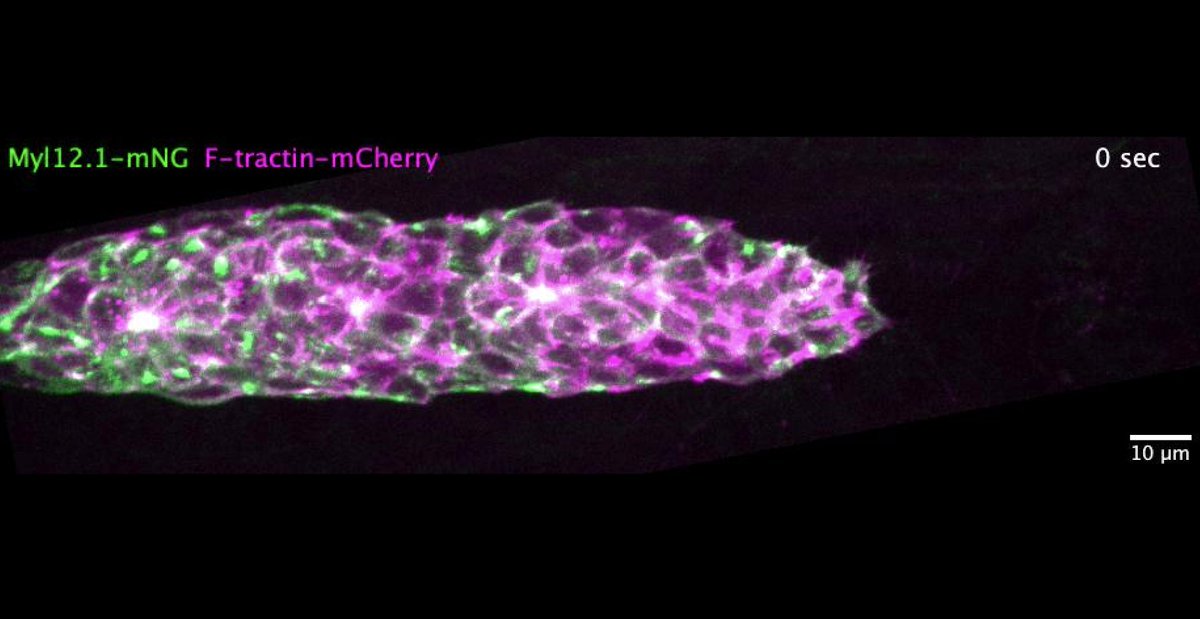 How can embryos use pulsatile contraction to shape tissue development during morphogenesis? I'm <a href="/WeiyiQianNYUSoM/">Weiyi Qian</a> and with this thread I want to introduce the roles of pulsatile actomyosin in animal development and the mechanisms that drive actomyosin to pulse