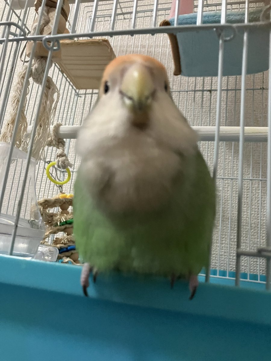 長老のようなモフ毛🦜
七福神モフ（女の子一歳と9ヶ月）