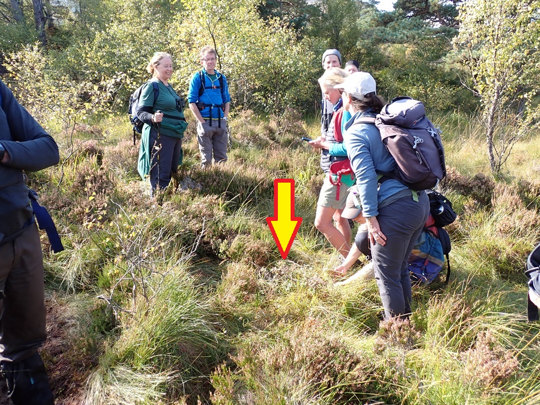 Interesting to find Bog Bilberry (Vaccinium uliginosum) in native pine woodland near Tyndrum yesterday, during a visit with a group from <a href="/TheNWDG/">NWDG</a>. The altitude here (about 260 m) is relatively low for this species, which grows mainly in montane and submontane heaths and bogs.