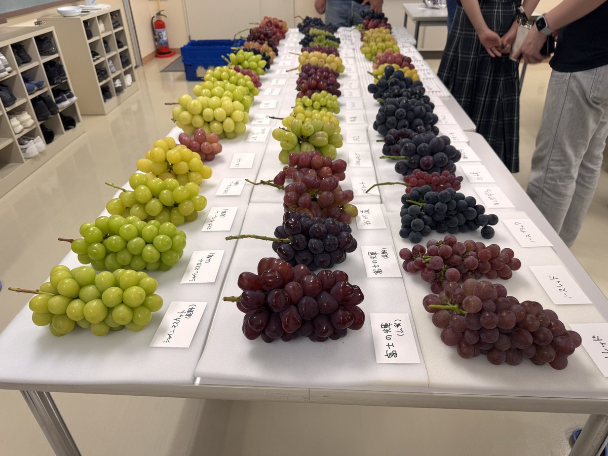 サンシャインレッド 富士の輝き シャインマスカット スカーレット 2kg