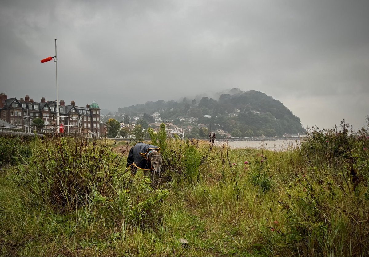 Last Sunday Vs this Sunday... #Minehead #Sunset #Rain #Greyhound #SevenDays #Weather