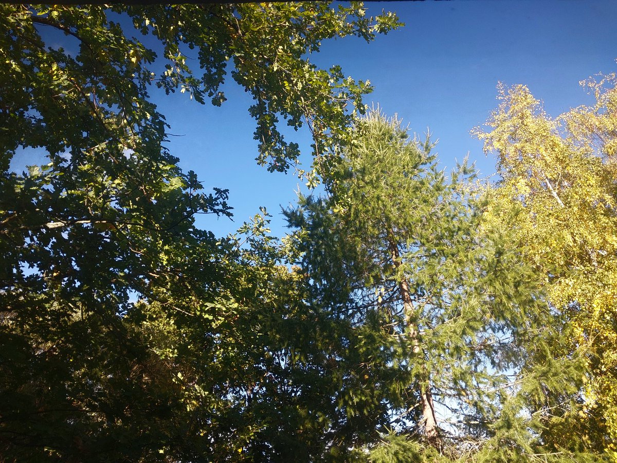 PekkaTurtiaine2's tweet photo. #Mertala #Savolinna #aamu näkymä ruokapöydästä ulos #tammi #lehtikuusi #terijoensalava #koivu https://t.co/xYAb98tFLy