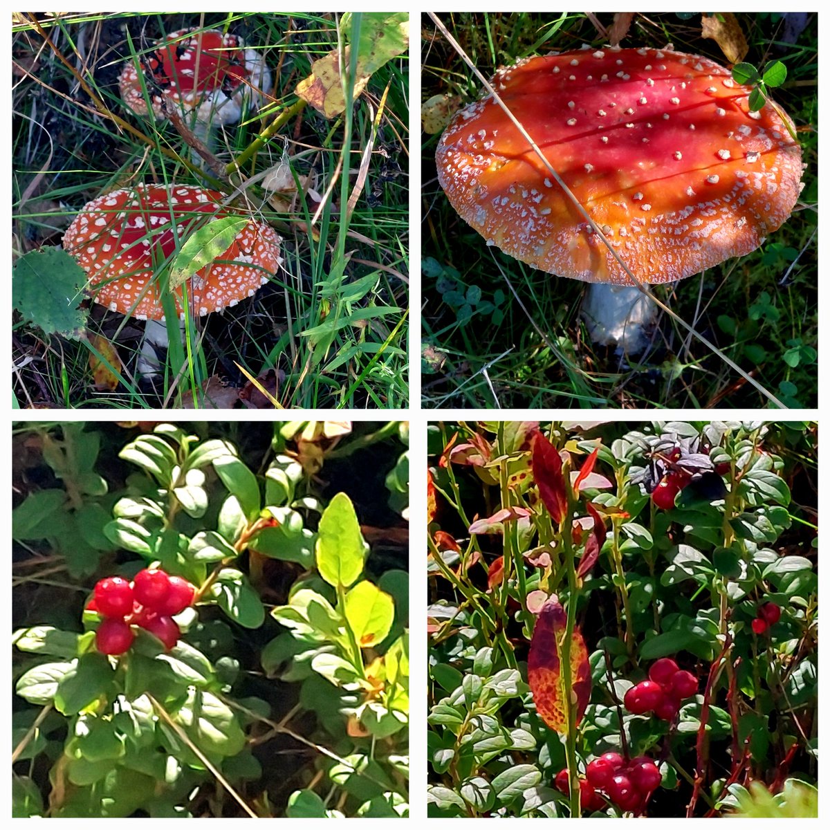 Jaanaelice's tweet photo. Syksy 🍄🍁🍂
@HeikkiKansanaho
#Syksy #luonto #sappee #caravan https://t.co/vTXu6Bwg9j