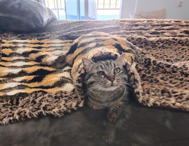Nadie le quiere 💔 😢 
Si fuera un perrito o un cachorro de gatito, tal vez sería  distinto, pero es un gato de siete años y con un ojito algo mal de nacimiento 😢
La acogida tiene la casa llena de perros incompatibles con gatos, no lo puede tener 😢
Ser echado de la casa que
