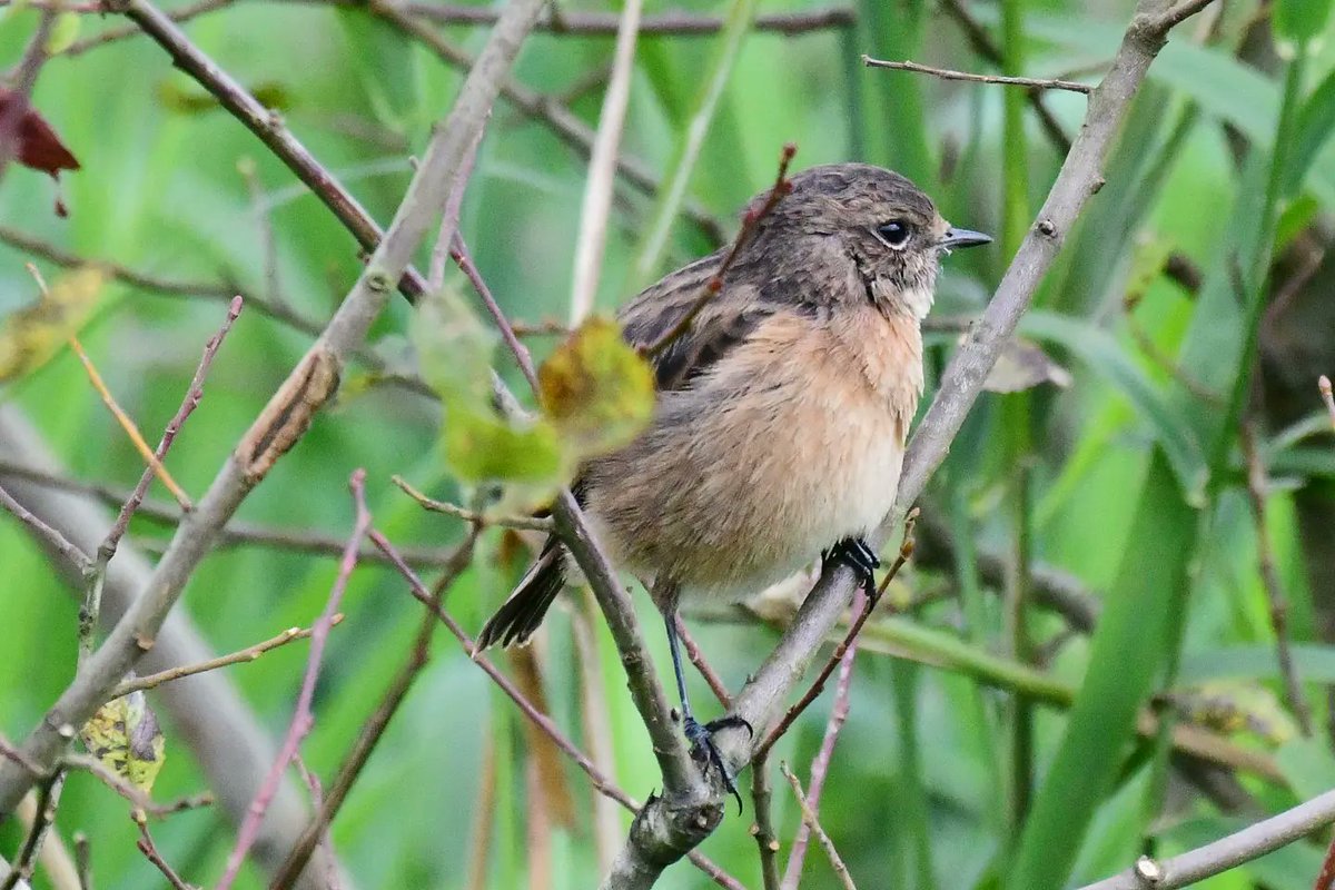 Stonechat from my recent Isle of Bute trip 😍