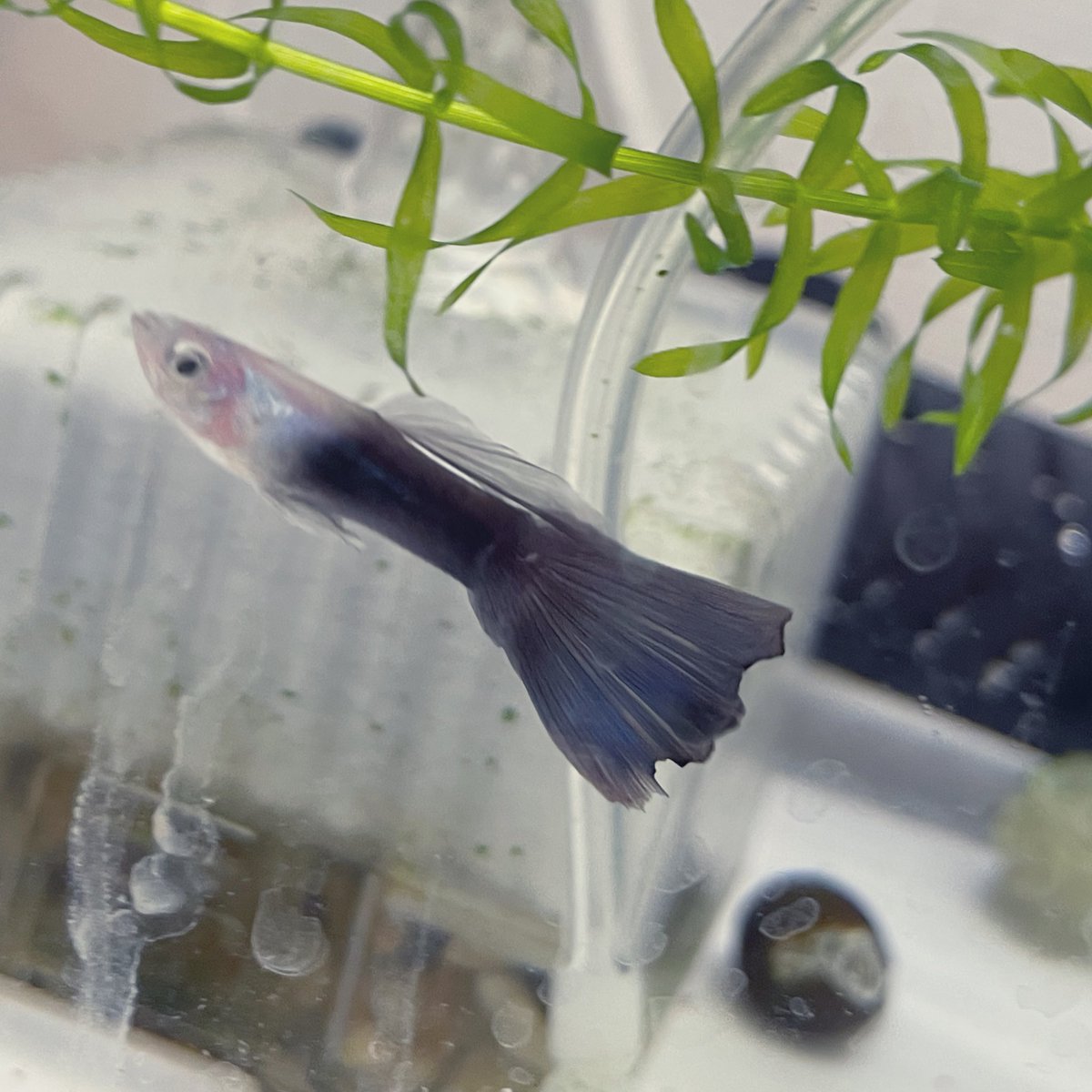 10ai29's tweet photo. ウチで一番綺麗な子🌿
#グッピー #guppy #観賞魚 https://t.co/mBH4NoEHJA