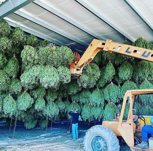 Using a lift 🚜 to hang plants for drying 

Proper airflow 💨 is important when drying to prevent mold 🍄 

#Mmemberville #marijuana #weedlovers #thc