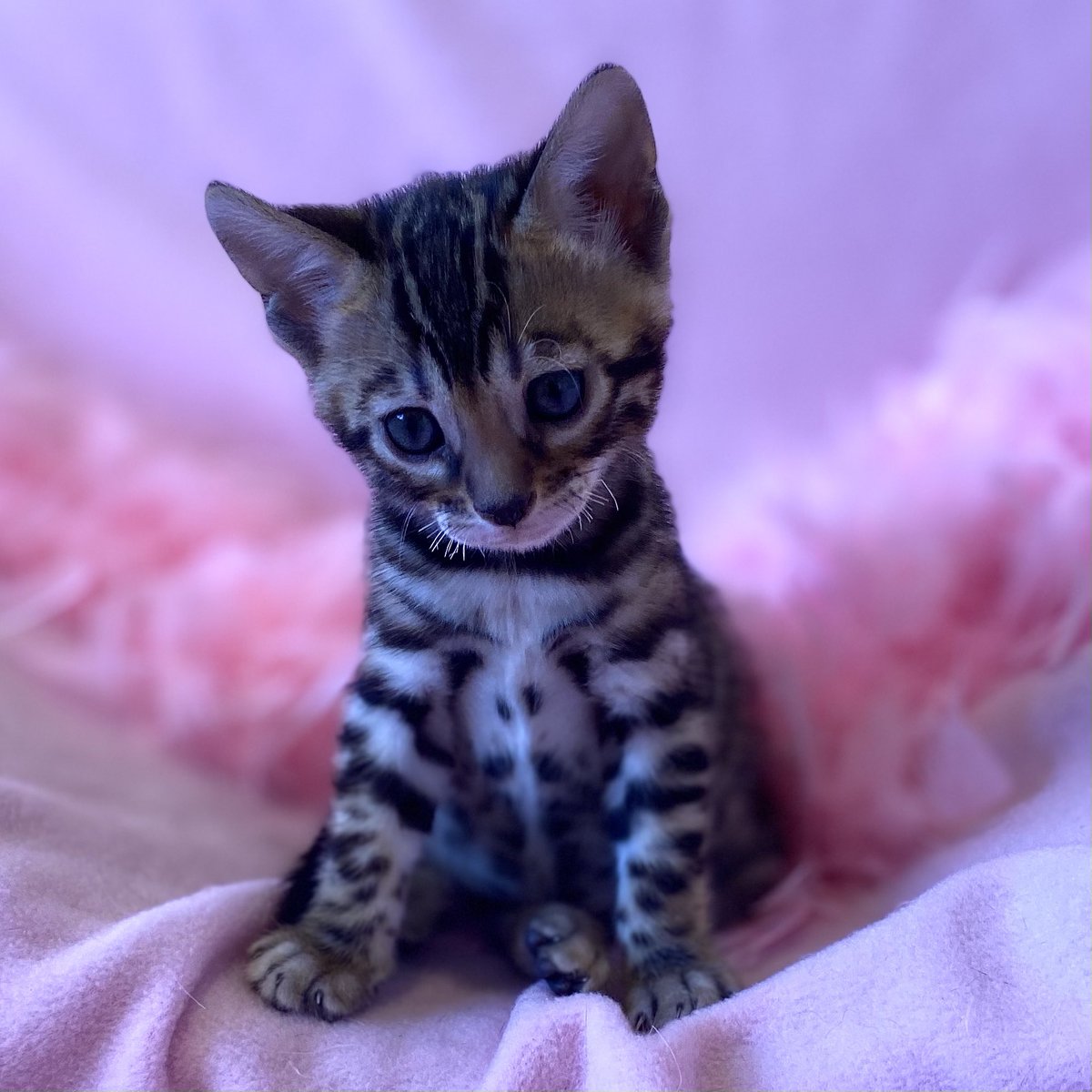 Beautiful new babies available
NevaehBengals.co.uk 
join our waiting list. 
Nevaeh Bengals breeding Bengals in Wiltshire UK 🇬🇧 for over 15 years. #beautifulkitten #nevaehbengals
#bengalkittens #bengalkitten #bengallove #Bengals #bengalcats #kittenlovers