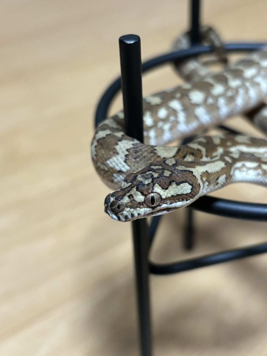soochandayo_409's tweet photo. @MikagePythons 
(@president_opama  @karo_python )さん
よりカーペットパイソン🐍お迎えしました！

Caramel het Axanthic ♀

#カーペットパイソン https://t.co/maqTPGJaMT