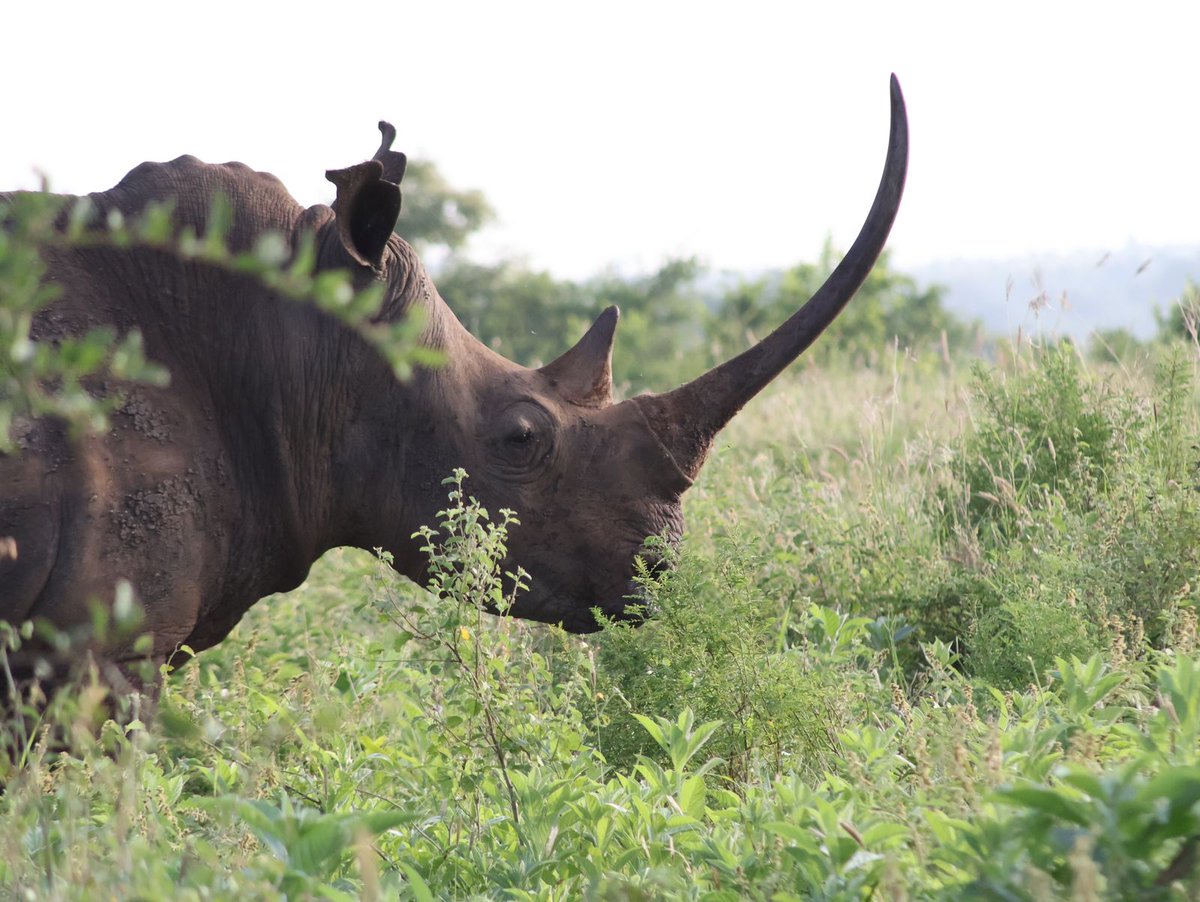 Happy World Rhino Day!
Every rhino deserves to roam free! Let’s stand up for their rights. 🦏✊
#SaveTheRhino #TunzaMaliYako  #LetTheRhinoBeHorny