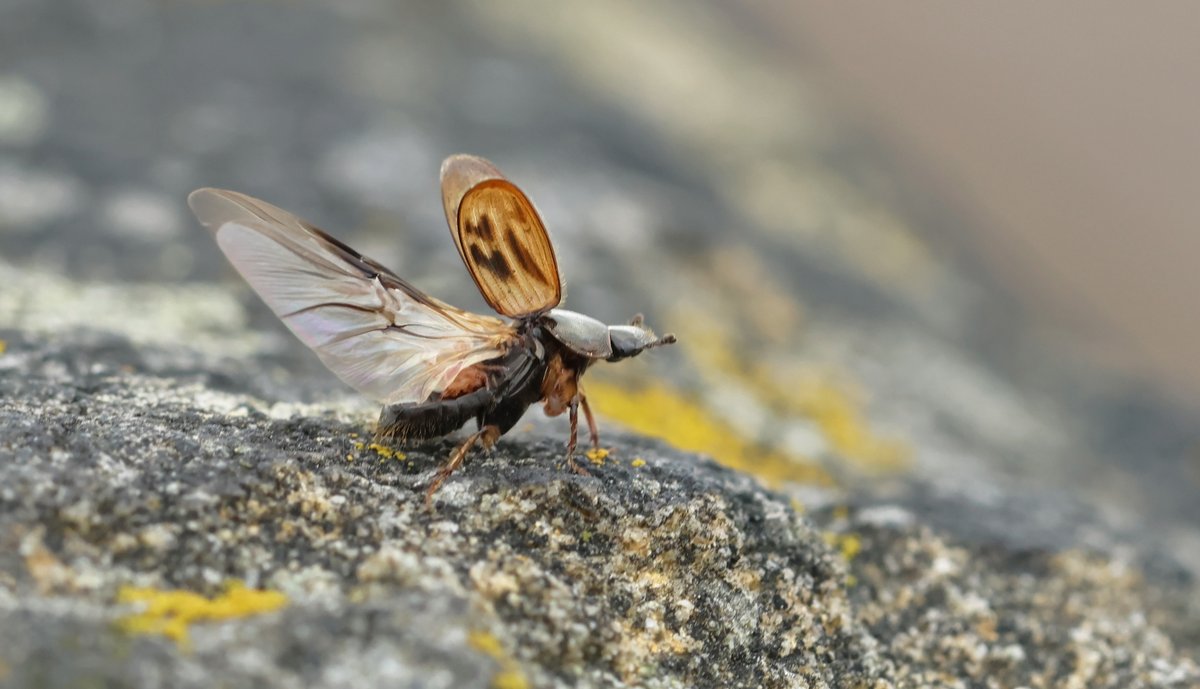 Nicola S tweet media