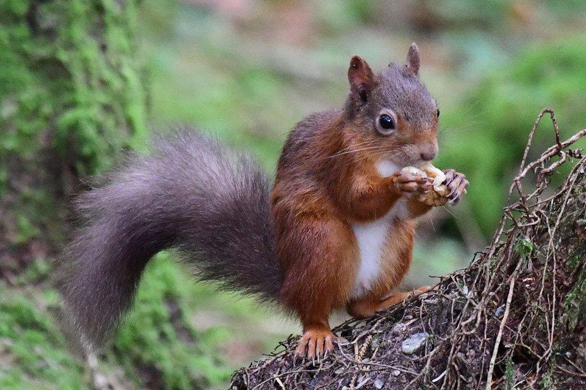 A wee Isle of Bute Red Squirrel enjoying a Sunday morning snack 😍😁🐿