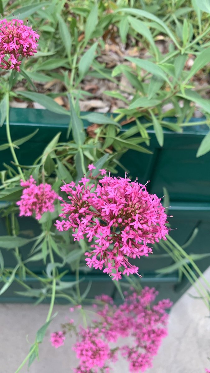 TreesParis's tweet photo. Just on the other side of the périph from Palais des Congres, in Neuilly, this red valerian spilling out of a planter box. One of my favorite plants. They love alkaline soil, they can grow on limestone walls, even on the top of Mont Saint Michel. https://t.co/3F0E9uIL40