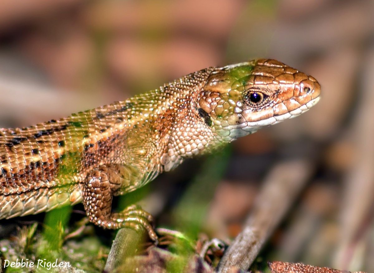 RigdenDebbie's tweet photo. It was lovely to see these beautiful common lizards on my walks, this one was basking in the morning sun, I've not seen very many in the last few years π¦π₯°
#baskinglizard #commonlizard #lizarduk #reptiles #naturephoto #wildlifephotography #wildlife https://t.co/Ng7akdNN1c