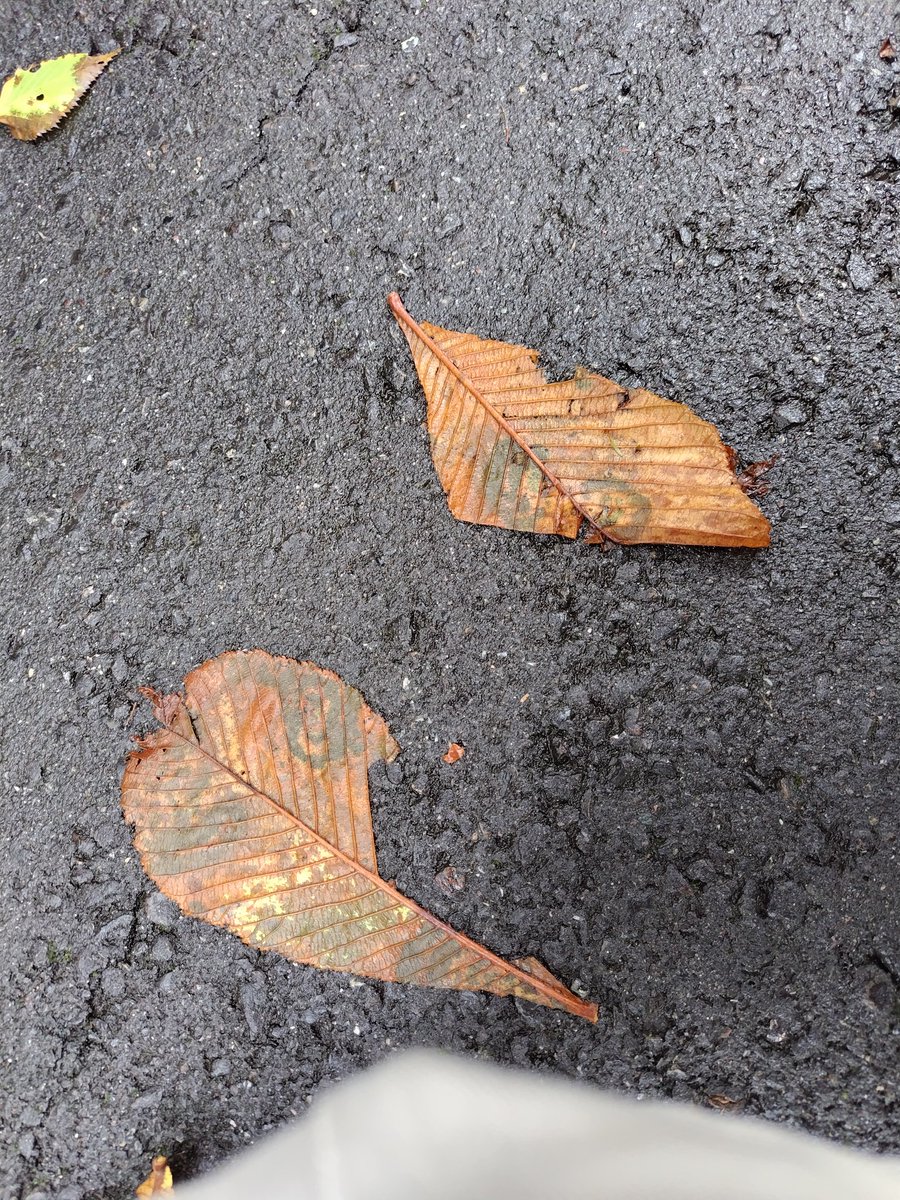 娘が道路にしゃがみ込んで「なんか変な模様の葉っぱだよ」と。見てみると、確かに…おそらくトチの葉だと思いますがなんじゃこりゃ。最初は車が踏んでタイヤ痕がついたかと思いましたが、よく見るとどうにも生物的。道路より上の斜面にも同様の模様のある葉もあり、これはタイヤ痕なんかじゃないぞと。