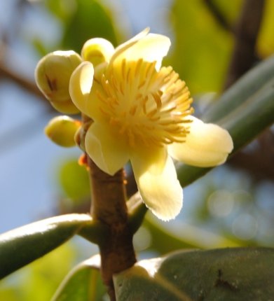 JorgePaolini1's tweet photo. #CLUSIACEAE
Las Clusia son unos Γ‘rboles con un variedad (Biodiversidad) muy amplia en el paΓs.
Tenemos la Clusia minor (Guayana), la C.major (Isla de Margarita), C.alata (Margarita) y la Clusia reginae en Los Andes entre otras muchas en la Cordillera de la Costa.
Β‘Buen Domingo! https://t.co/upumRB8feN