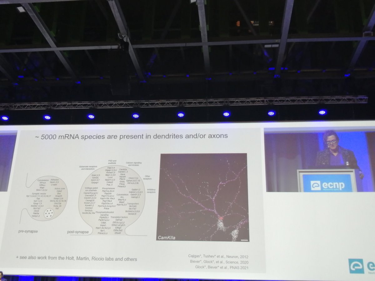 Incredible Brain Prize Lecture by Professor 
<a href="/erin_schuman/">Erin schuman</a>
 on the heterogeneity of synapses and capturing the temporal dynamics of protein expression that occurs here at both the local and "neighborhood" level!! <a href="/ecnptweets/">ECNP</a>