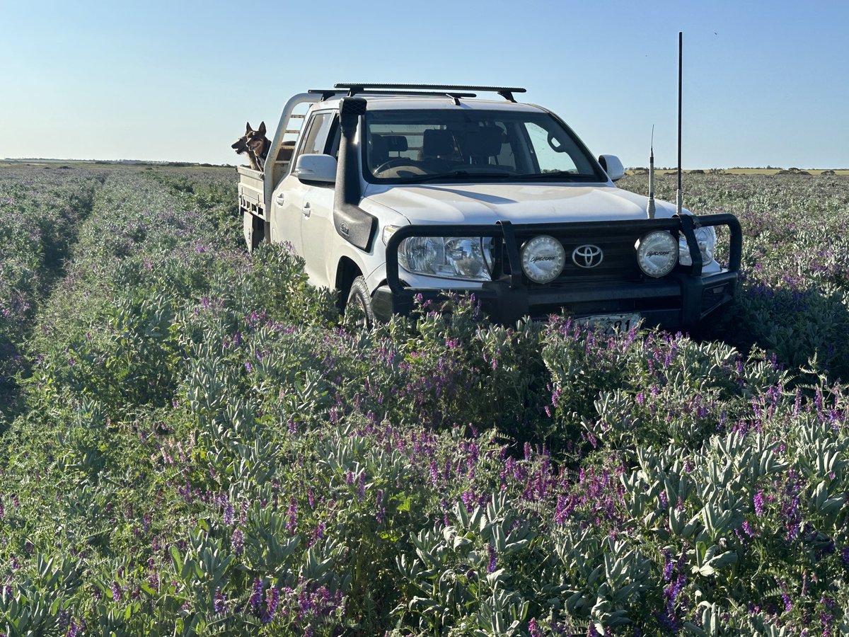 Brown maturing Vetch/Faba beans vs taking Butler field peas through to harvest. The cereal crops north and east of Esperance are quickly losing yield potential.