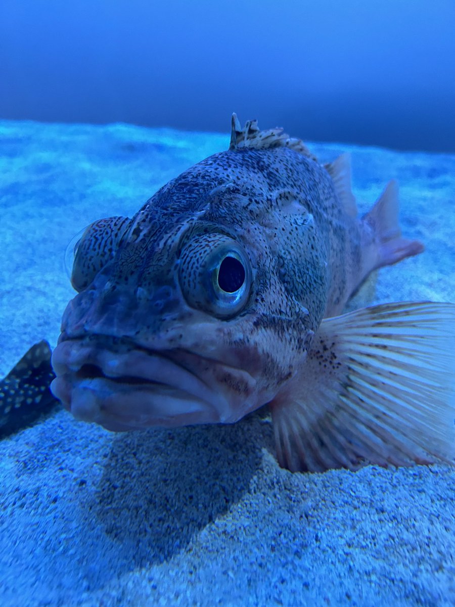 considerate_ya's tweet photo. こんしぇ水族館へ行く。 https://t.co/wr9I9ZwBoE