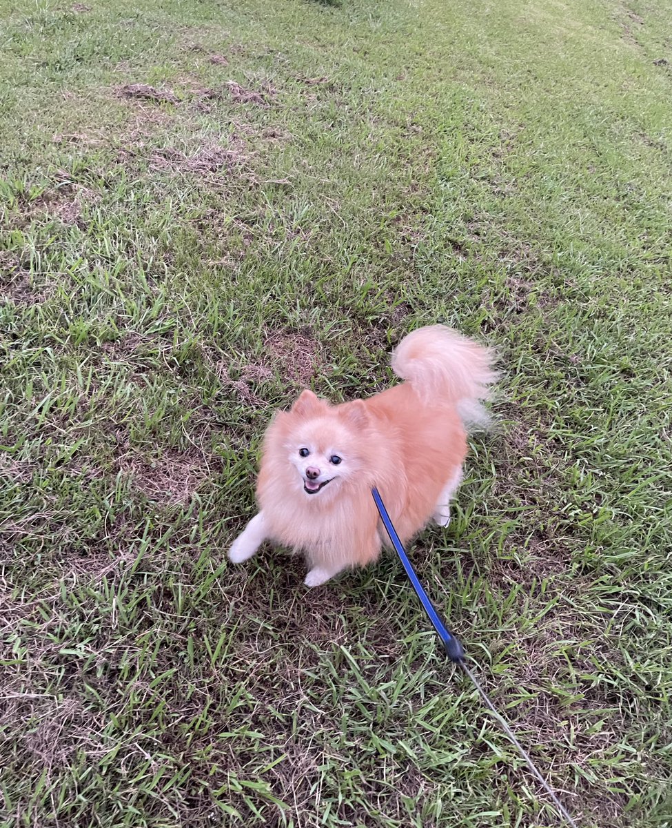 ポメラニアン,^•ﻌ•^,もふ 15さい！ (@pome_mof) / Posts / X