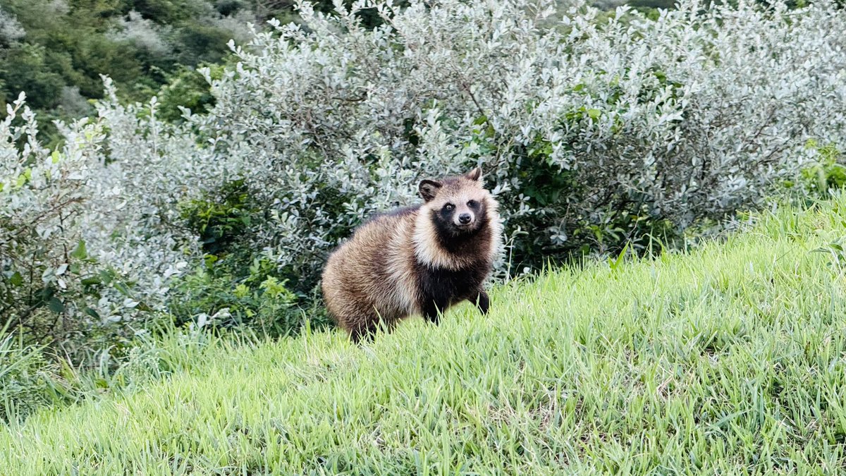 結局今日だけで30匹くらいたぬき見れましたテンション上がりすぎて