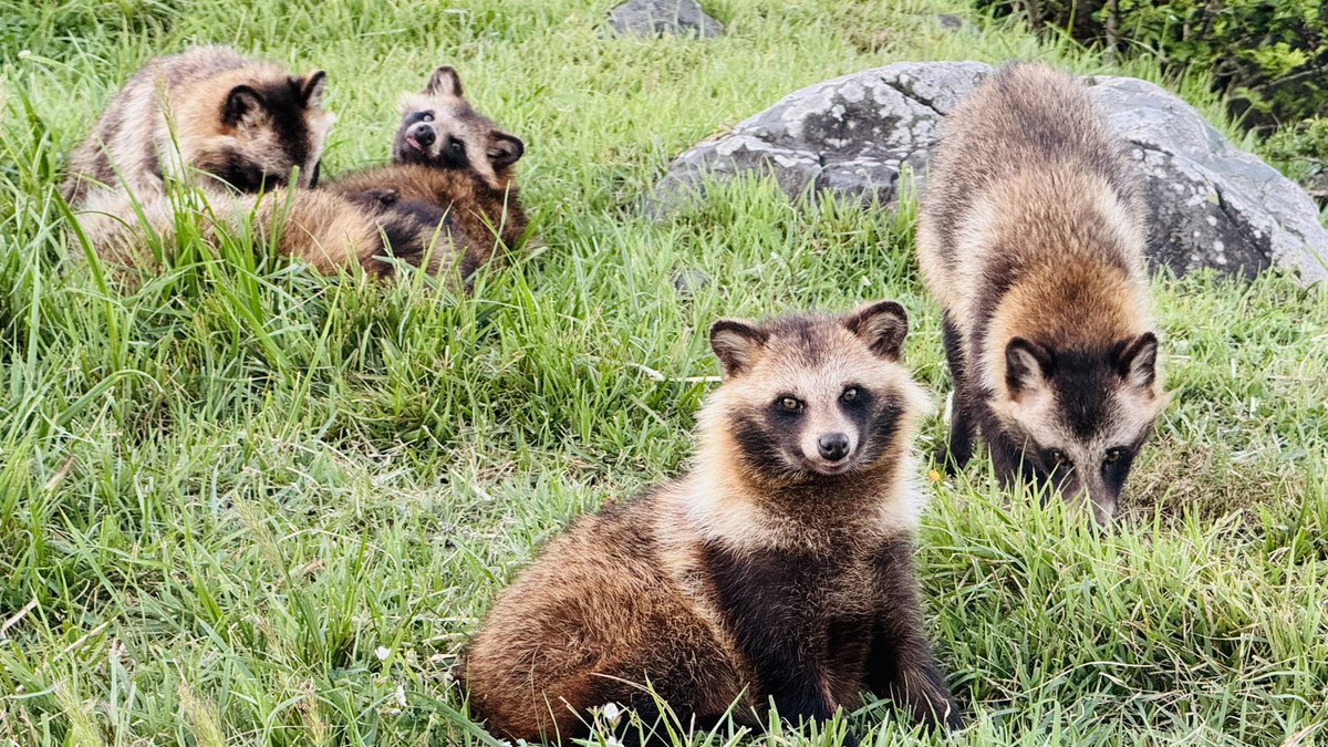 結局今日だけで30匹くらいたぬき見れましたテンション上がりすぎて