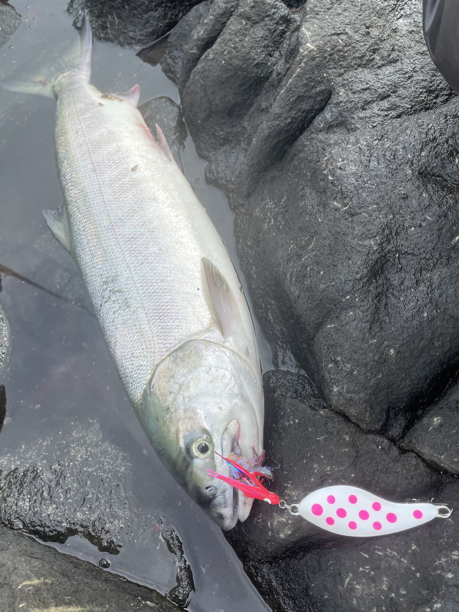 サーモンゴブリン 3個セット 鮭釣りルアー アキアジ （重要