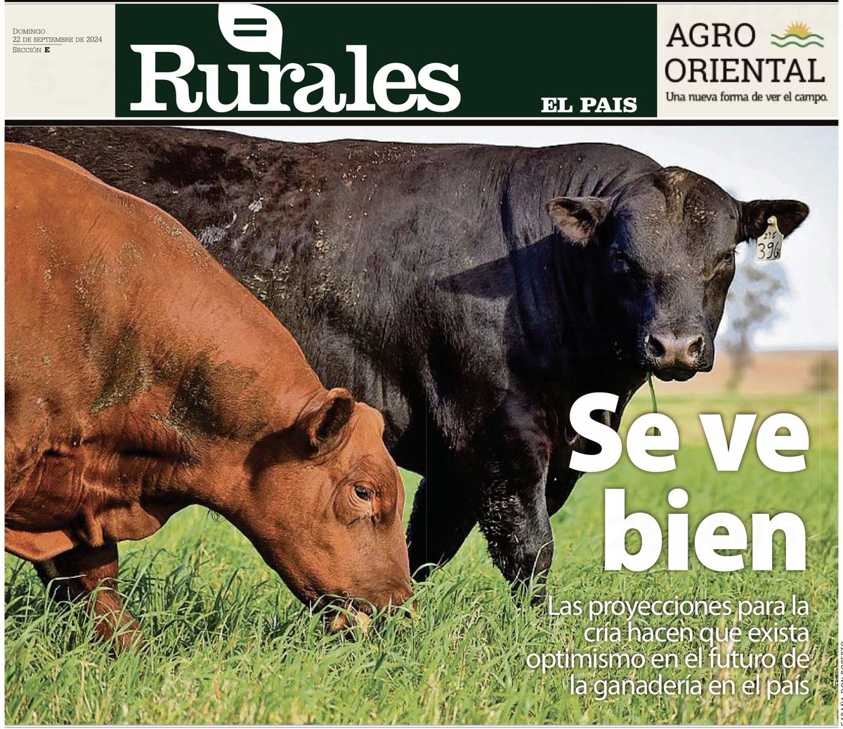 Gran edición de 48 páginas de @RuralesElPaisUy con secuelas de la <a href="/ExpoPrado/">Rural del Prado</a> 2024, la zafra de toros y perspectivas para el agro uruguayo. 
Muy buen doble suplemento.
👉🏼rurales.elpais.com.uy/opinion/que-es…