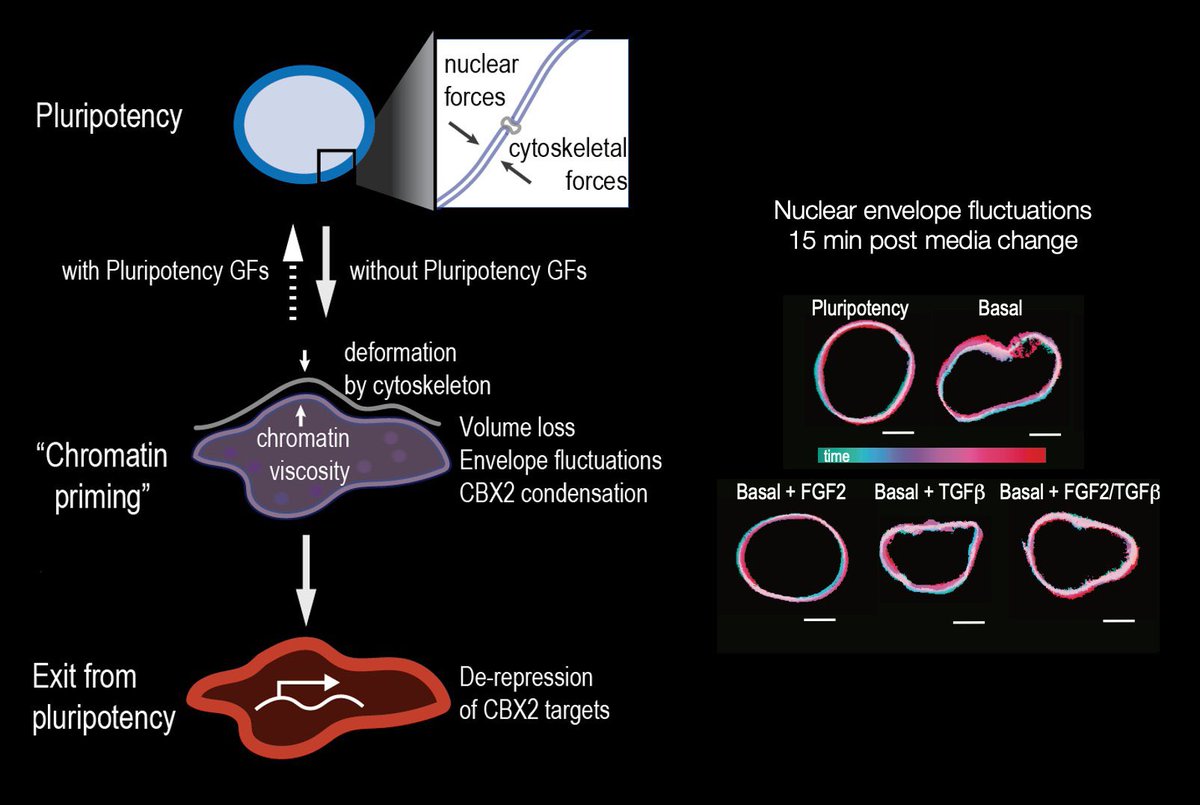 Congratulations to my officemate @KaitlinMccreery and to Aki Stubb on this 💎 paper

The work shows how the #nucleus acts as a “signal integrator” for mechano-chemical cues to control cell fate transitions 💥 #Mechanobiology 

 A 🧵: 👇