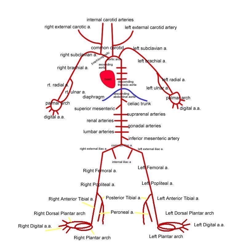 Your Arteries