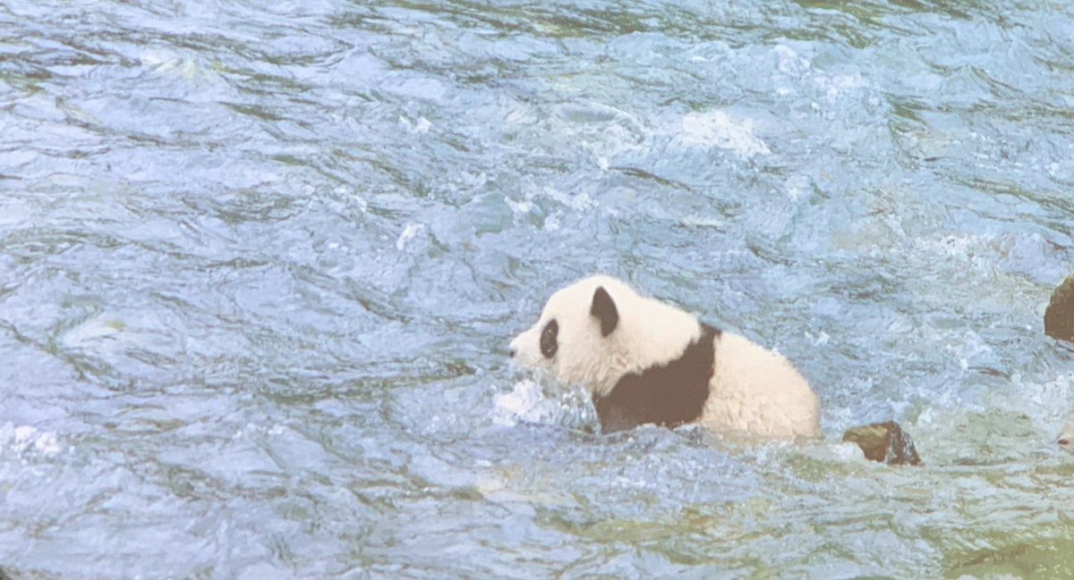Pandaboard3's tweet image. 🐼 Pandas can get drunk on water, swim, and love snowy landscapes. They only drink fresh spring water!

An adult panda, when angry, can take down a wild boar with one slap and sit on a wolf, truly the &quot;Kung Fu Panda!&quot; 
#PandaFacts #KungFuPanda  #China