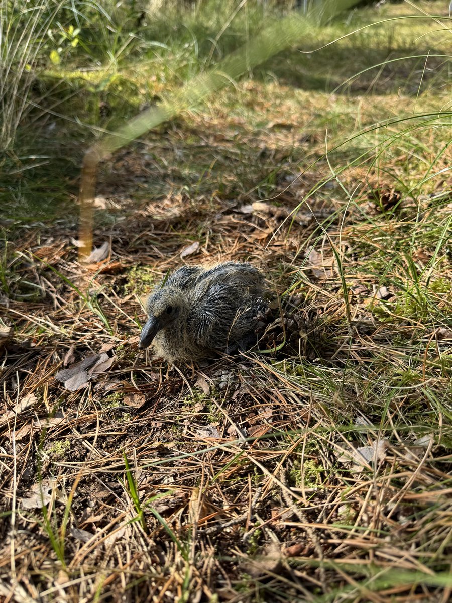 Hvad hedder @twitterhjerne #twitterhjerne i dag, og  er der mon en fuglekyndig, der kan artsbestemme denne nok ret unge fugleunge? 🐥