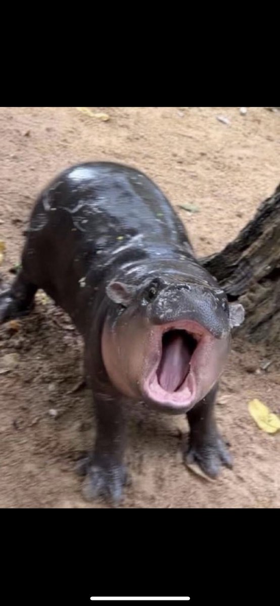 HighPointAbyss's tweet image. Game Day MOO(d) 

#RaiseHell #FFFL