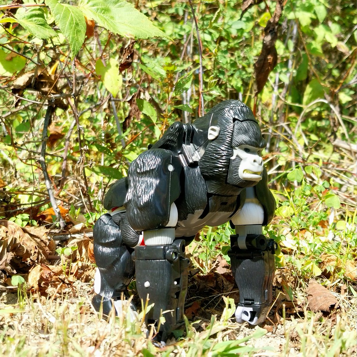 HintonPhotos's tweet photo. Optimus Primal

#ToyPhotography #ToyRobots #ToyswillbeToys #Transformers #Maccadam #BeastWars #natureliestheyrerobotsindisguise #TransMetal #TransMetal2 #Transformers40 #actionfigures #itsnotadollitsanactionfigure #plasticcrack https://t.co/N8x6XHnm78
