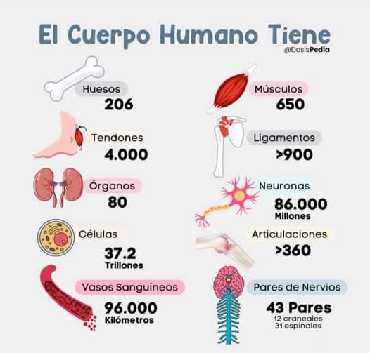 Roberto232751's tweet photo. El cuerpo humano increíble, quien creé en los inventos #Iluminati https://t.co/efu48nHVXZ