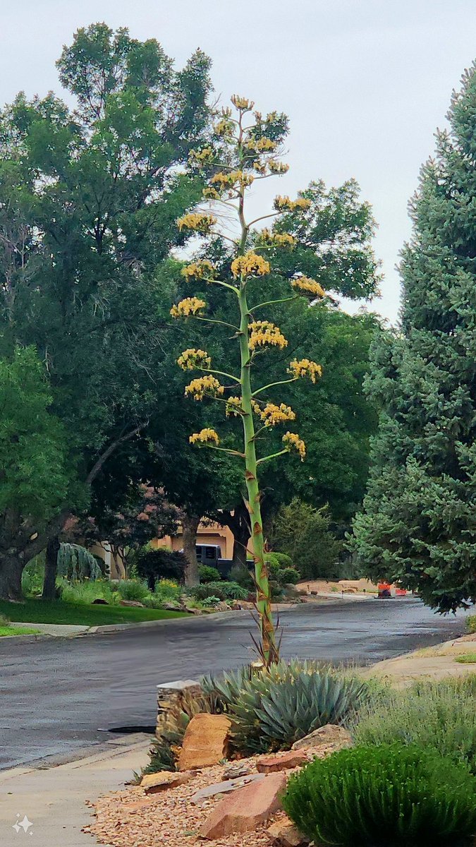 Jaywc1's tweet photo. Dr Seuss plant #morningwalk #gloomy #century https://t.co/1BvAkBzTpv