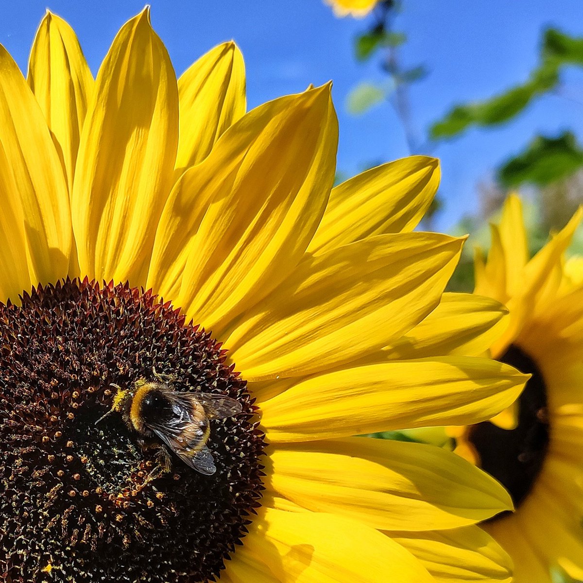 GSalinat's tweet photo. #sunflower #bee #tournesol #abeille #saoneetloire #bourgogne #france #joncy https://t.co/d7WFotNLzl