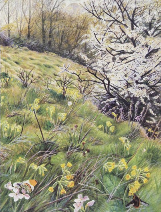 Downland Wildlife: A Naturalist's Year in the North and South Downs (1992) by John F Burton, illust. by John Davis, found on <a href="/internetarchive/">Internet Archive</a>. Link 👉 archive.org/details/downla…