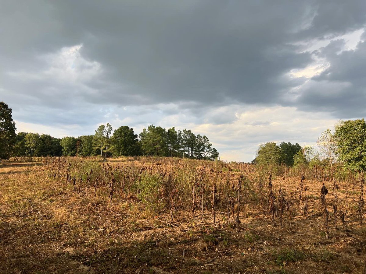 Had a blast at the .<a href="/TWRF_OFFICIAL/">Tennessee Wildlife Resources Foundation</a> Dove Hunt

#doveopener #dovehunt #dovehunting #whendovescry #wingshooting #huntingseason #birdhunting #birdhunter
