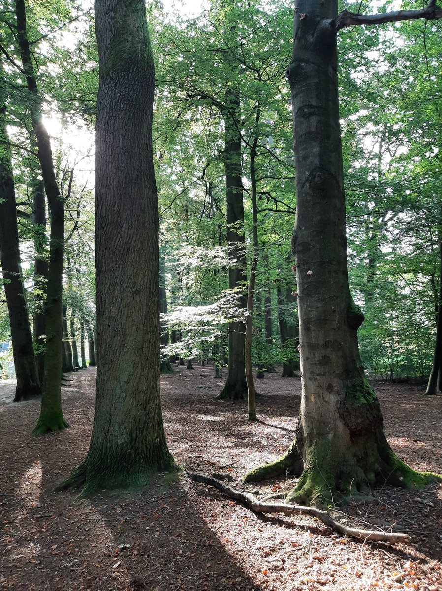 MEKloppenburg's tweet photo. #Landgoed #Biljoen in #Velp #Gelderland Paartje ijsvogel gezien boven de vijver. https://t.co/hoh0eSDhjK