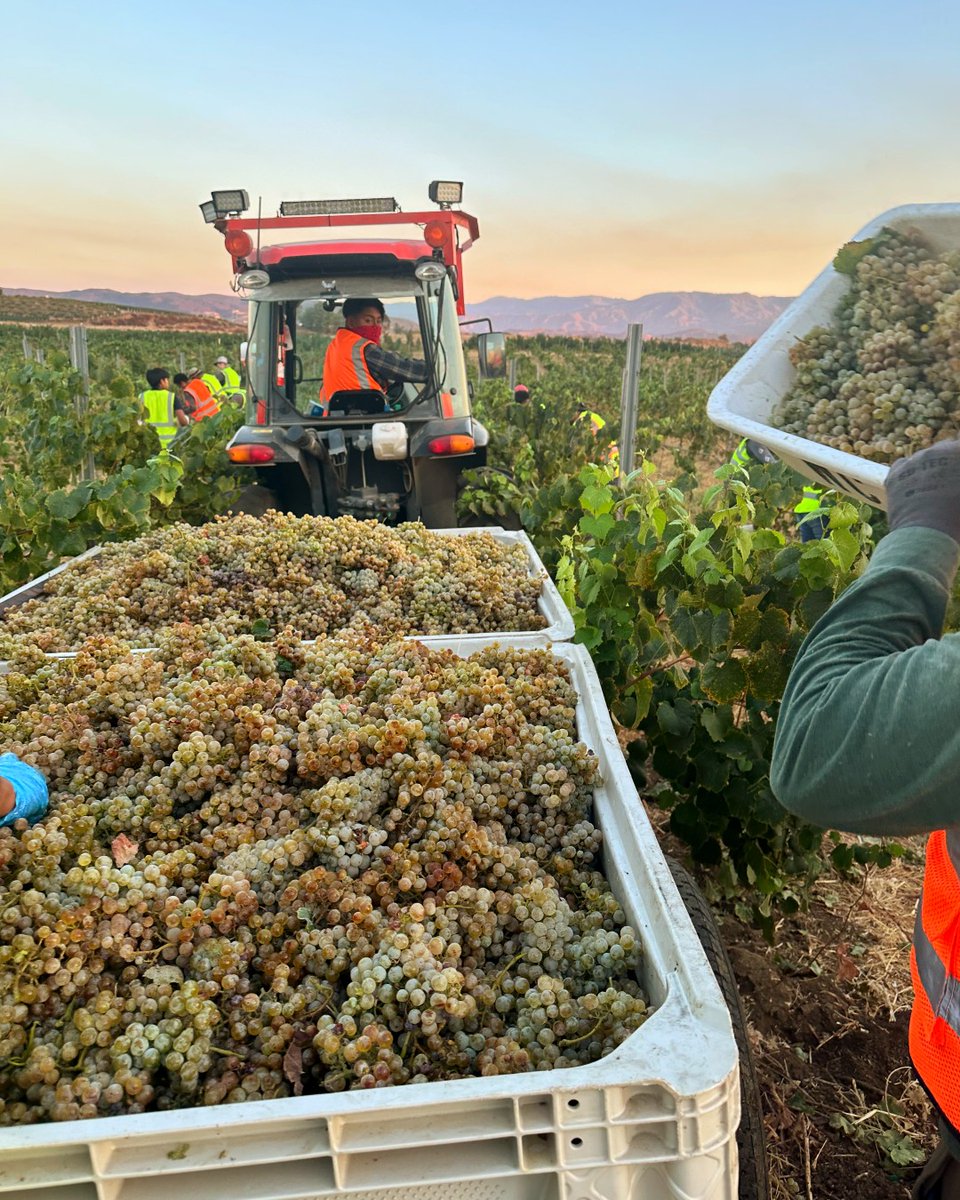Harvest is in full swing! We have officially finished harvesting all of our whites and are moving on to our reds🍇  Stay tuned for more updates on our 2024 Harvest!