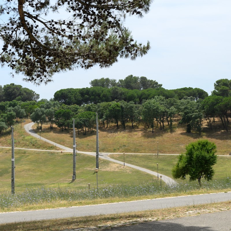 🍂✨ Welcome autumn! 🍁🌾
With the arrival of autumn, biodiverse meadows will begin to take on another color. 🌻🍃
It‘s time to celebrate the beauty of the new season and the diversity of nature.🌿
#Lisboa #lifelungs #lifeprogramme
 <a href="/LIFEprogramme/">LIFE Programme</a> <a href="/CamaraLisboa/">Lisboa</a>