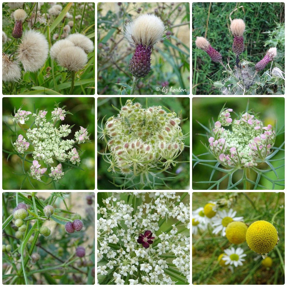 niaga_hijau's tweet image. September #Seedheads Beauty
Creeping Thistle (Top Row)
Wild Carrot Flowers either side of
Wild Carrot Seed Head (Centre)
Cleavers/Sticky Willy (Bottom left)
Wild Carrot with Deep Red Floret
(Bottom Centre)
Chamomile (Bottom Right)
#nature #wildflowers
#naturephotography .. 🌱🩷🕊