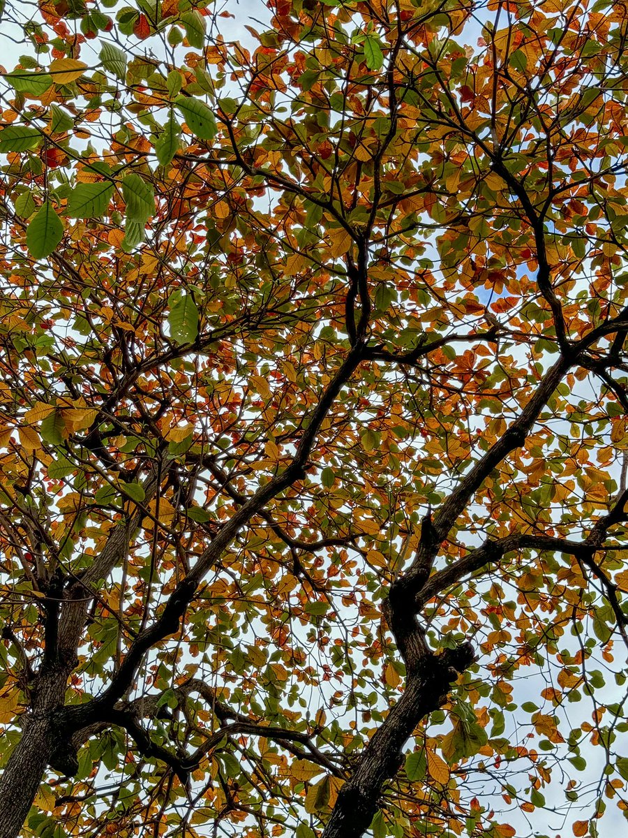 AlexSwiftie0502's tweet photo. It’s the first day of fall
And autumn leaves falling down like pieces into place
And I can picture it after all these days https://t.co/2u1jtIP4sa