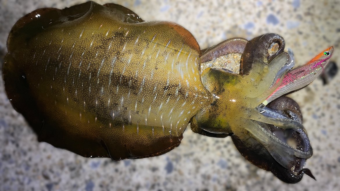 Sablemay's tweet image. 横浜、この時期に600gのアオリイカ！
嬉しすぎる。