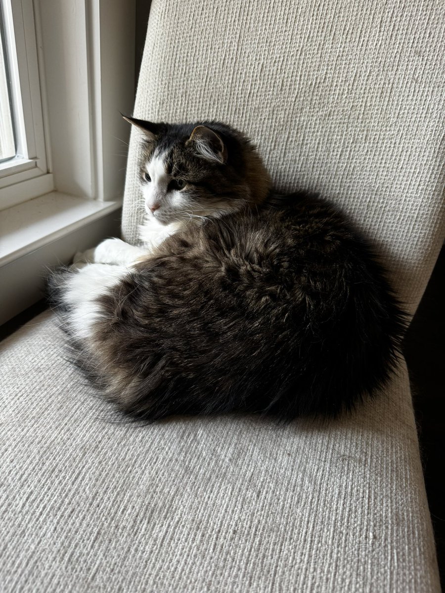 I am doing my #HedgewatchForGina from my favorite spot watching the neighborhood. Gina lived a remarkable life. Hugs for her humans. #Hedgewatch 😿🌈