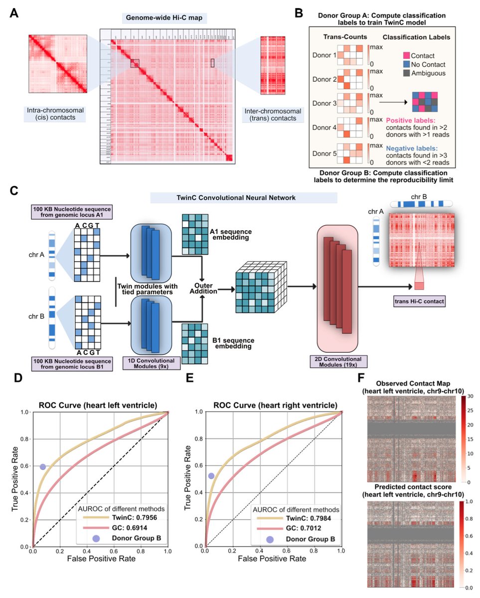TwinC: Prediction and functional interpretation of inter-chromosomal genome architecture from DNA sequence biorxiv.org/content/10.110…