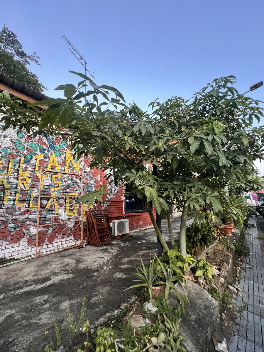 UnwalkableBrisbane (@unwalkablebris1) on Twitter photo Next time <a href="/brisbanecityqld/">Brisbane City</a> claims there is no room for shade trees, you may borrow our photo.
#hotterthanBrisbane #hotornot Next time <a href="/brisbanecityqld/">Brisbane City</a> claims there is no room for shade trees, you may borrow our photo.
#hotterthanBrisbane #hotornot